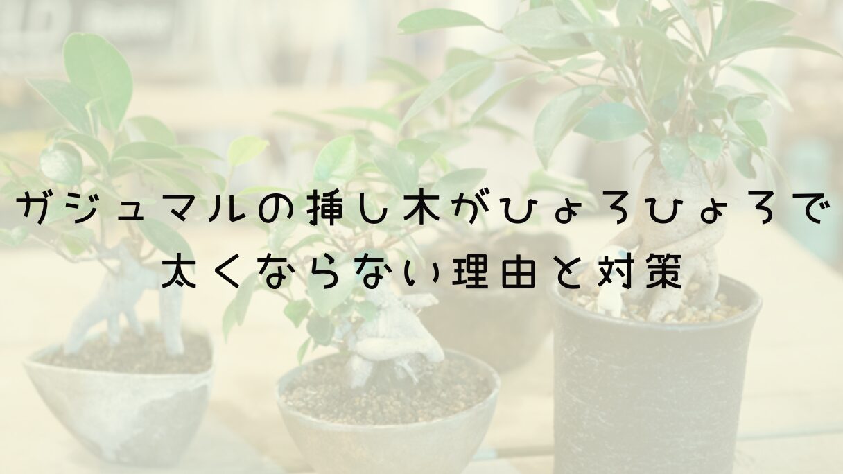 ガジュマルの挿し木がひょろひょろで太くならない理由と対策について