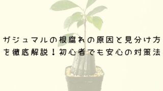 ガジュマルの根腐れの原因と見分け方(画像あり)を徹底解説！初心者でも安心の対策法