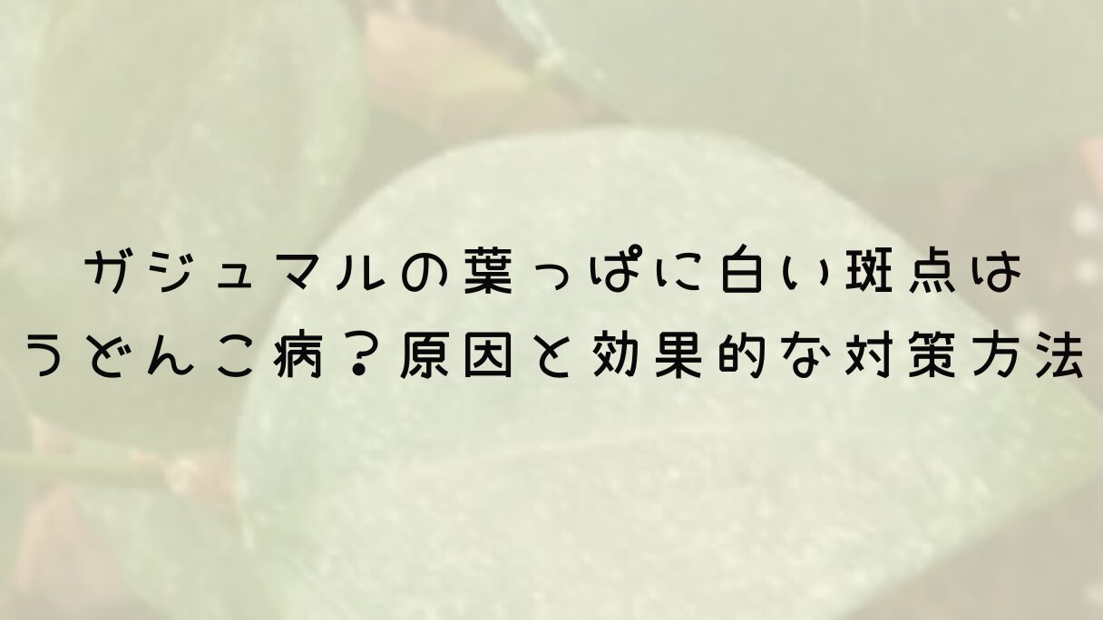 ガジュマルの葉っぱに白い斑点はうどんこ病？原因と効果的な対策方法