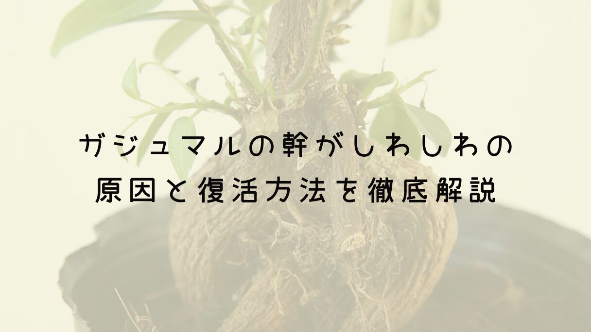 ガジュマルの幹がしわしわの原因と復活方法を徹底解説