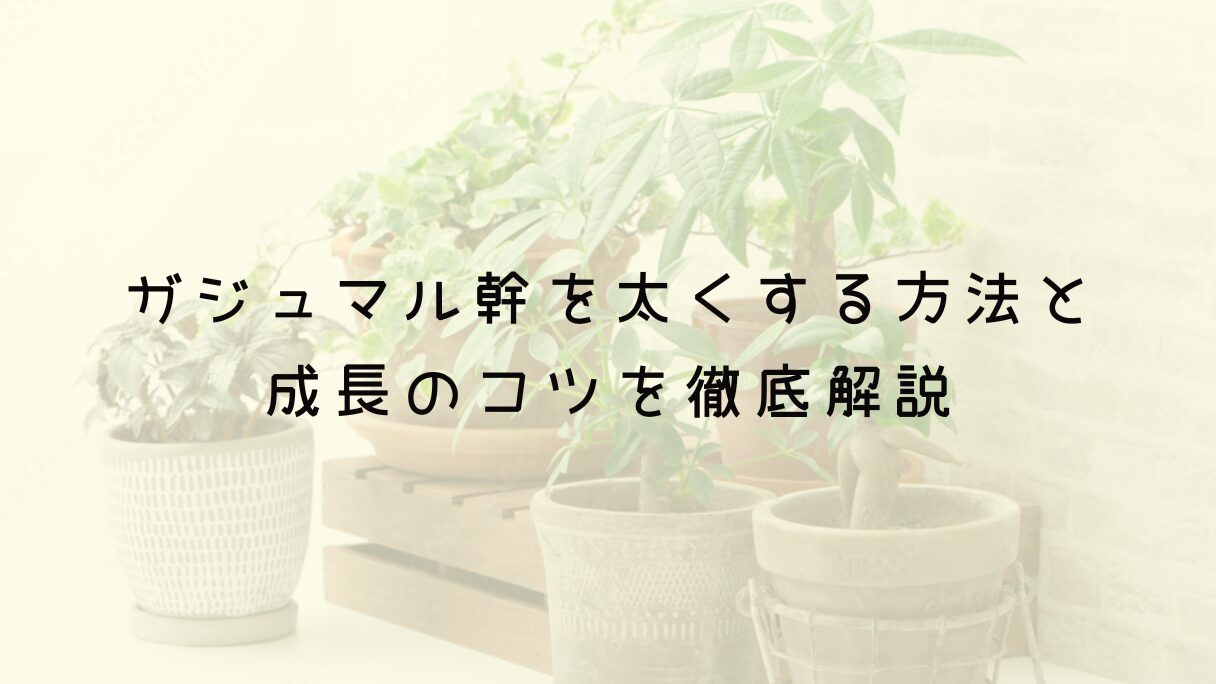 ガジュマル幹を太くする方法と成長のコツを徹底解説