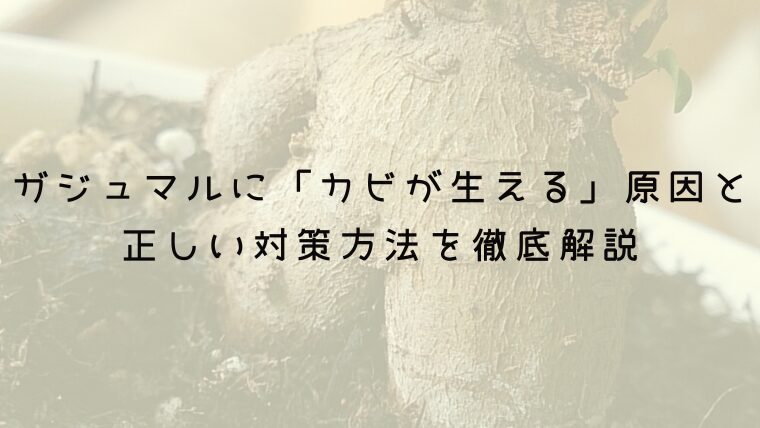 ガジュマルに「カビが生える」原因と正しい対策方法を徹底解説