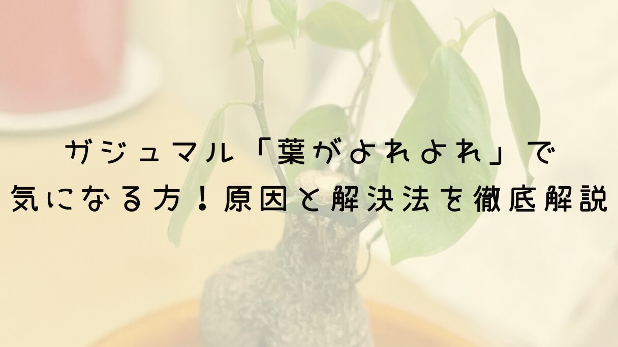 ガジュマル「葉がよれよれ」で気になる方！原因と解決法を徹底解説