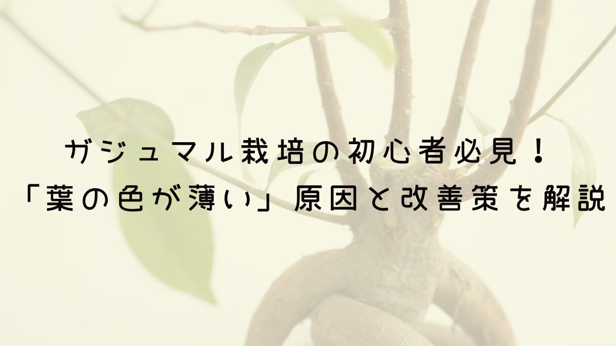 ガジュマル栽培の初心者必見！「葉の色が薄い」原因と改善策を徹底解説