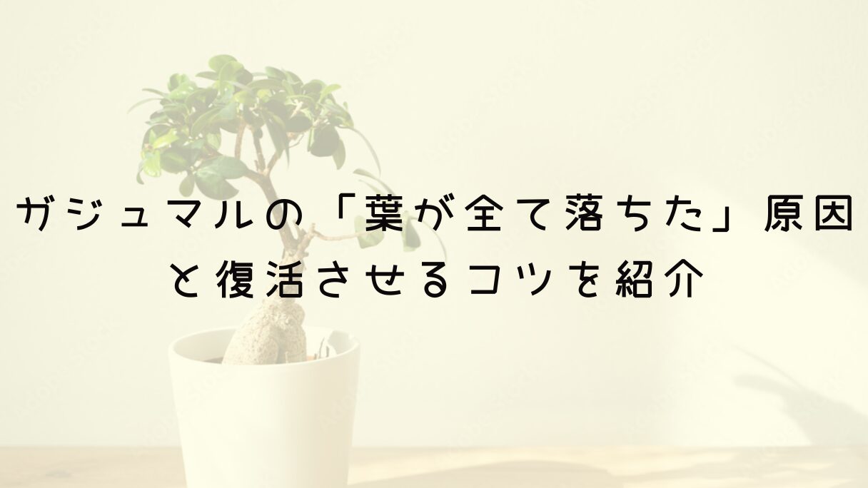 ガジュマルの「葉が全て落ちた」原因と復活させるコツを紹介